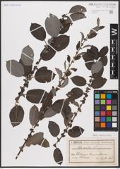 Foto von Salix aurita L.